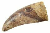 Serrated, Theropod (Deltadromeus?) Pre-Max Tooth - Morocco #238568-1